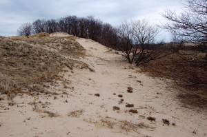 Muskegon Michigan State Park Dunes Trail