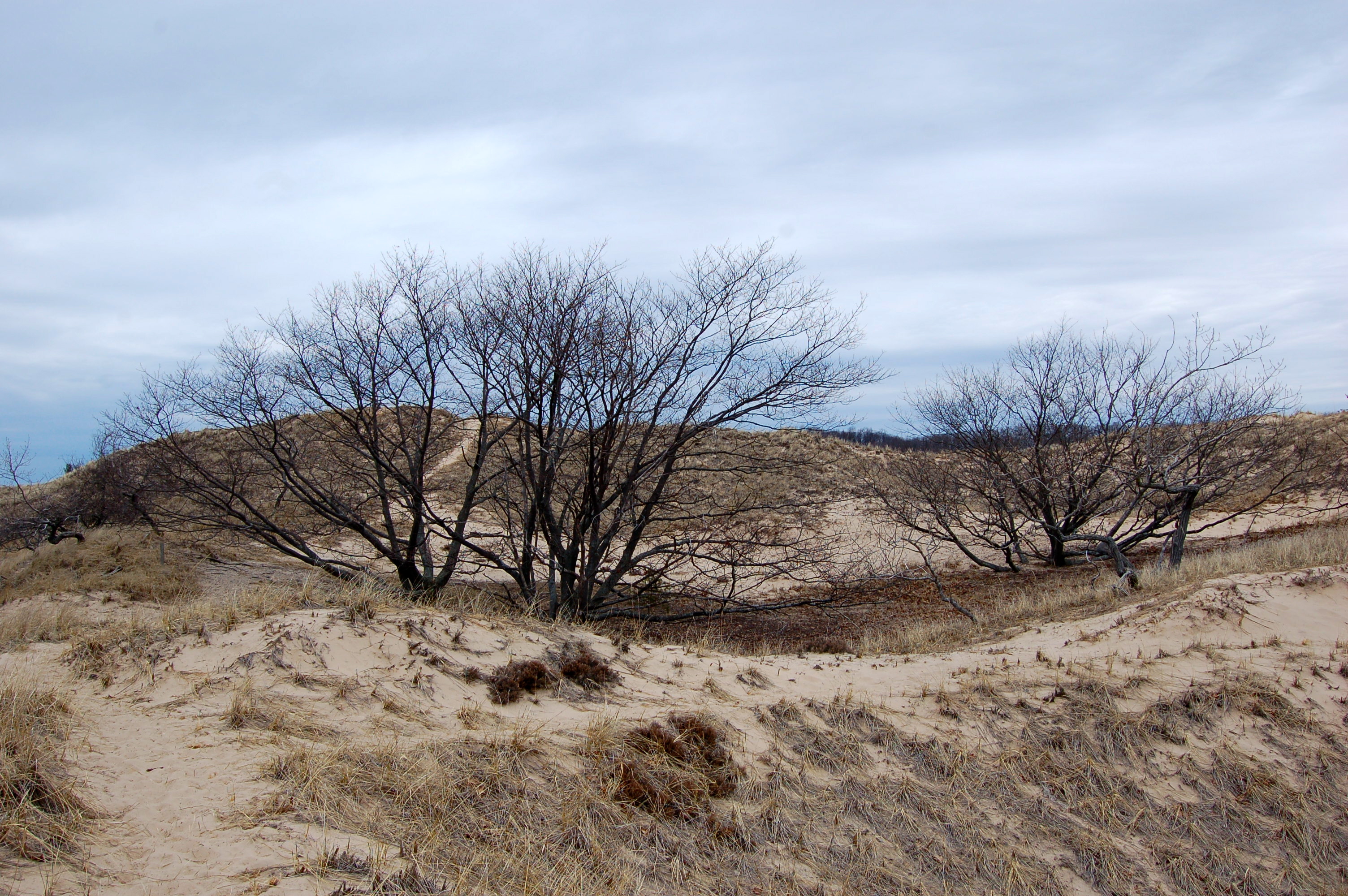 Muskegon State Pakr Dunes Tall Trees