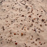 Muskegon State Park Acorns Sand