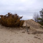 Muskegon State Park Dune Ridge