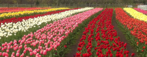 https://www.tuliptime.com/the-tulips/