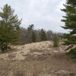 Rosy Mound Dune Forest