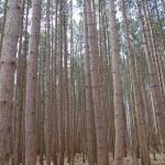 Rosy Mound Pine Forest