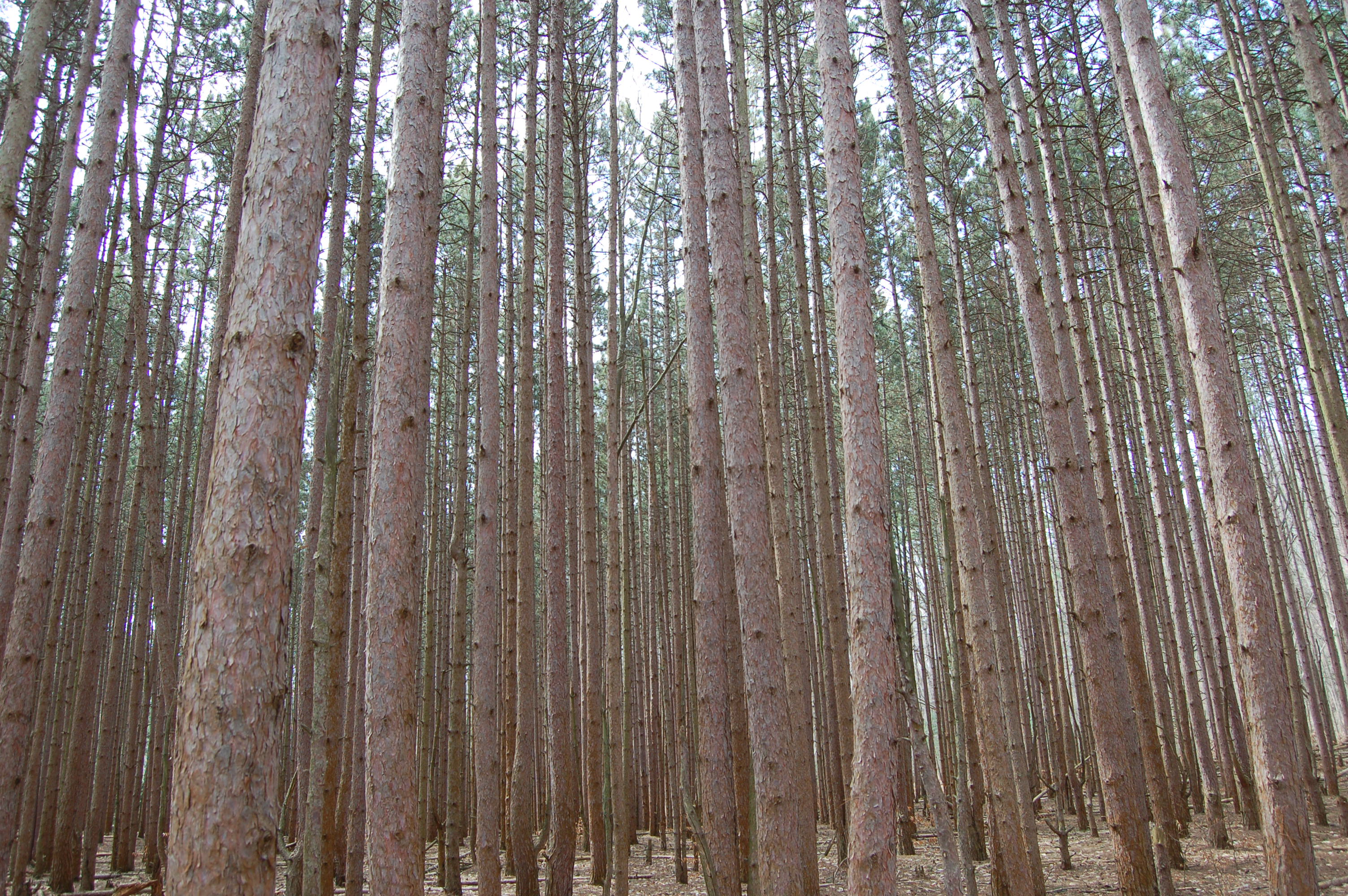 Rosy Mound Pine Forest