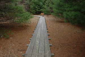 Rosy Mound White Pine Trail