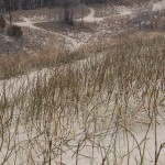 Warren Dunes State Park Dunegrass Sand