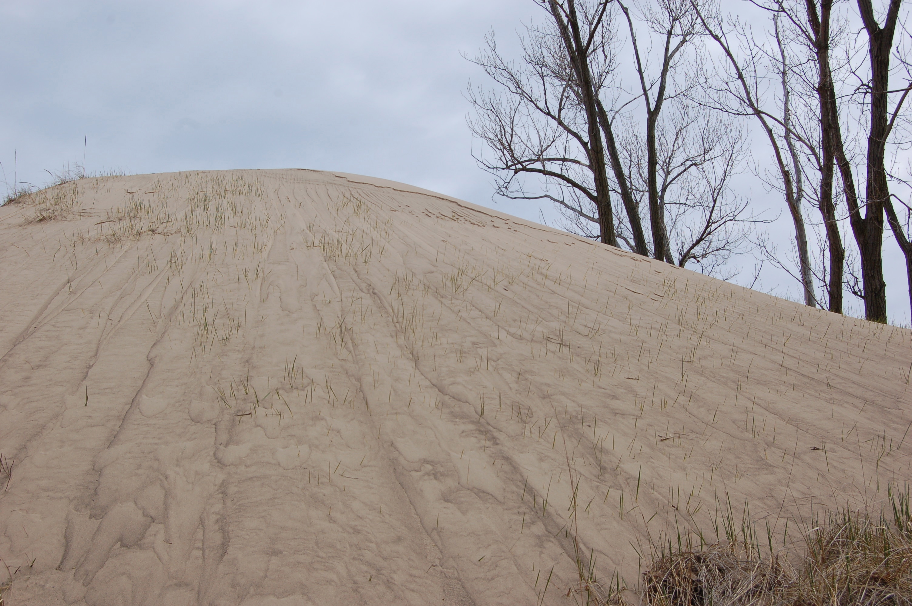 Warren Dunes State Park Sand Dune Tall