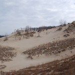 Warren Dunes State Park Sand Dunegrass