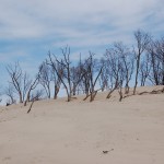 Warren Dunes State Park Sand Trees