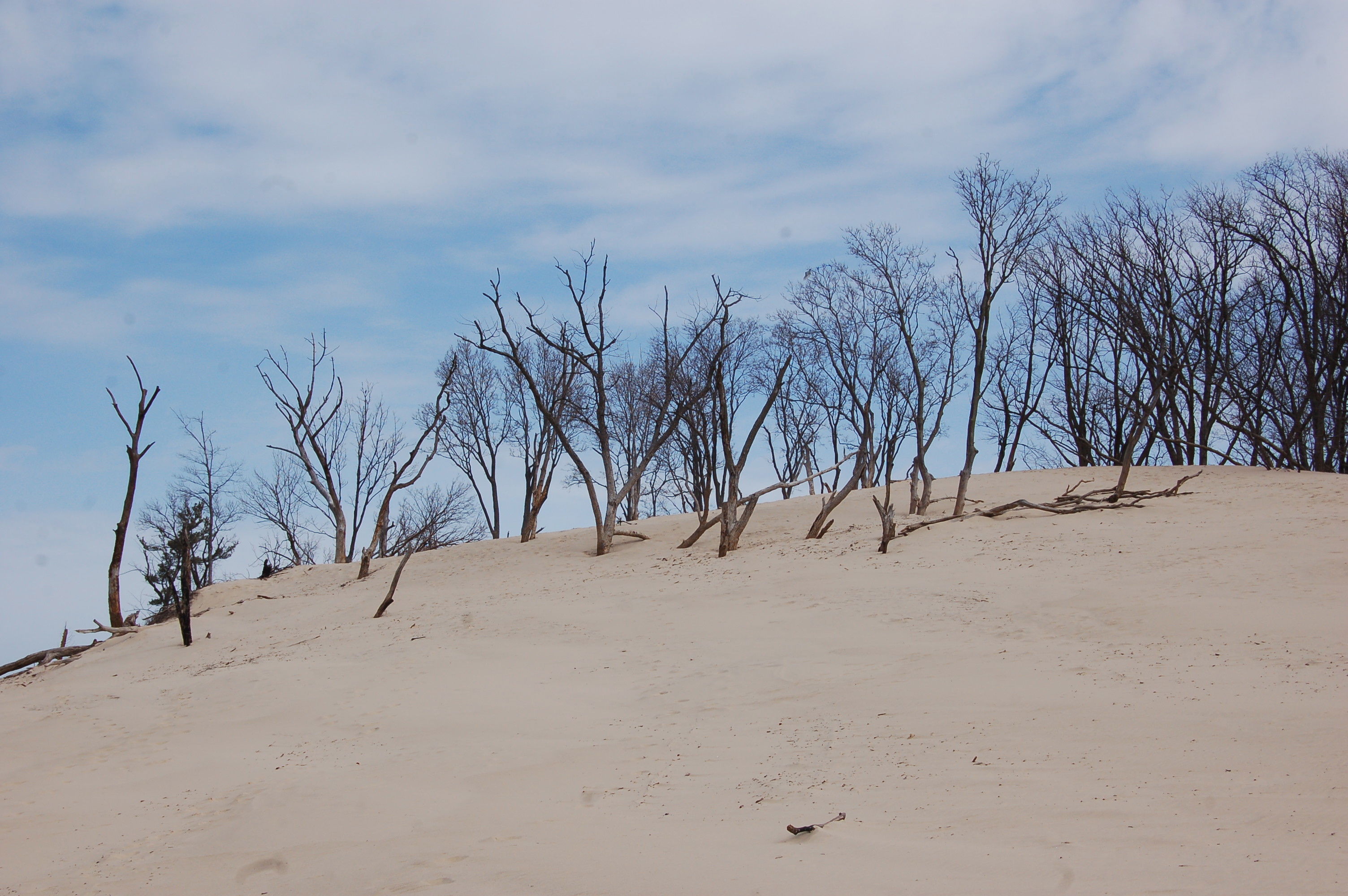 Warren Dunes State Park Sand Trees