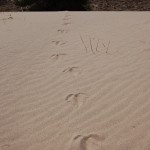 Warren Dunes State Park Turtle Tracks