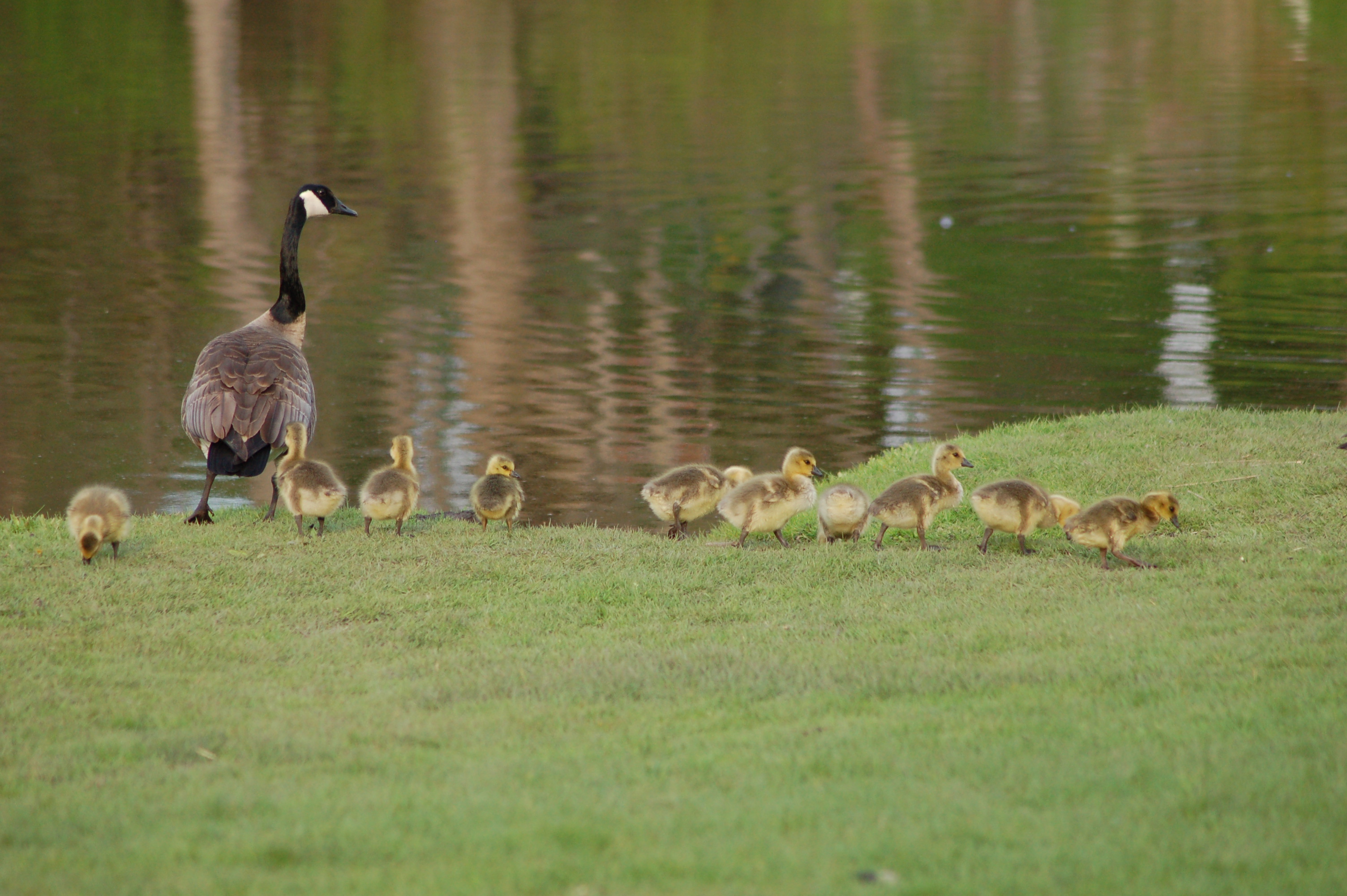 Fallasburg Park Canada Geese