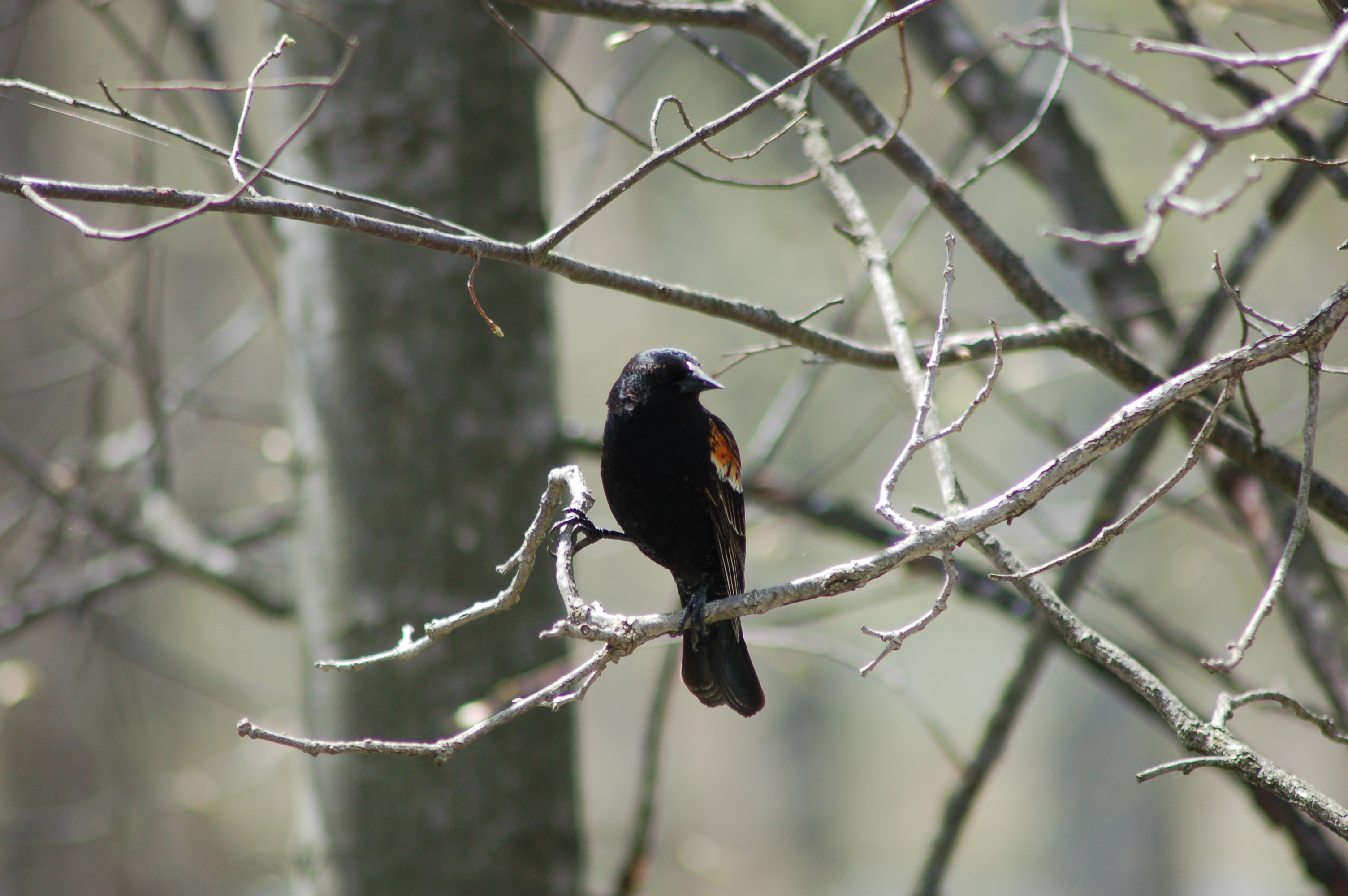 Paul Henry Trail Blackbird
