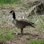 Paul Henry Trail Canada Goose
