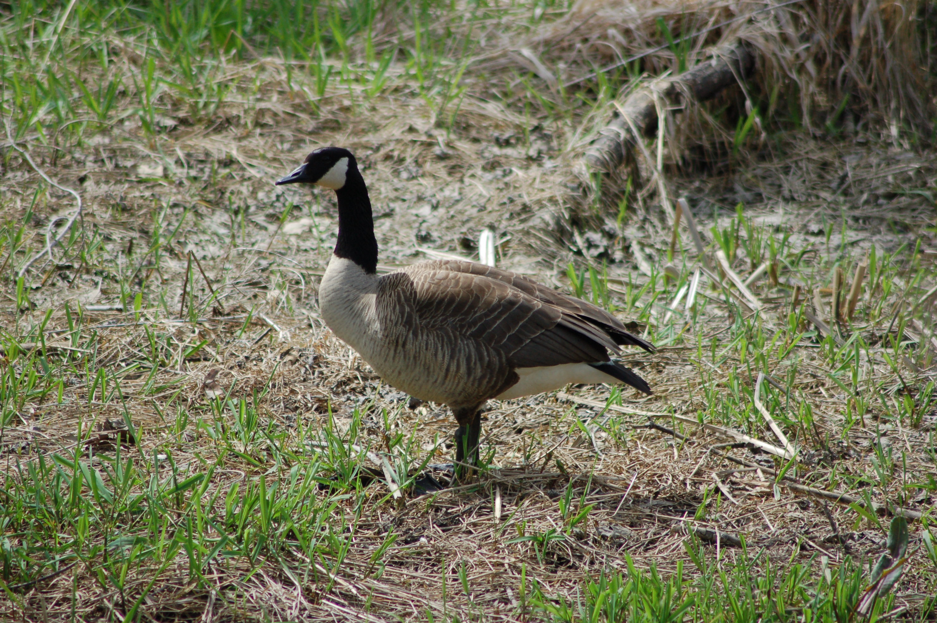 Paul Henry Trail Canada Goose