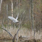 Paul Henry Trail Egret Flight