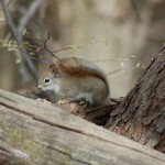 Paul Henry Trail Squirrel
