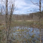 Paul Henry Trail Swamp