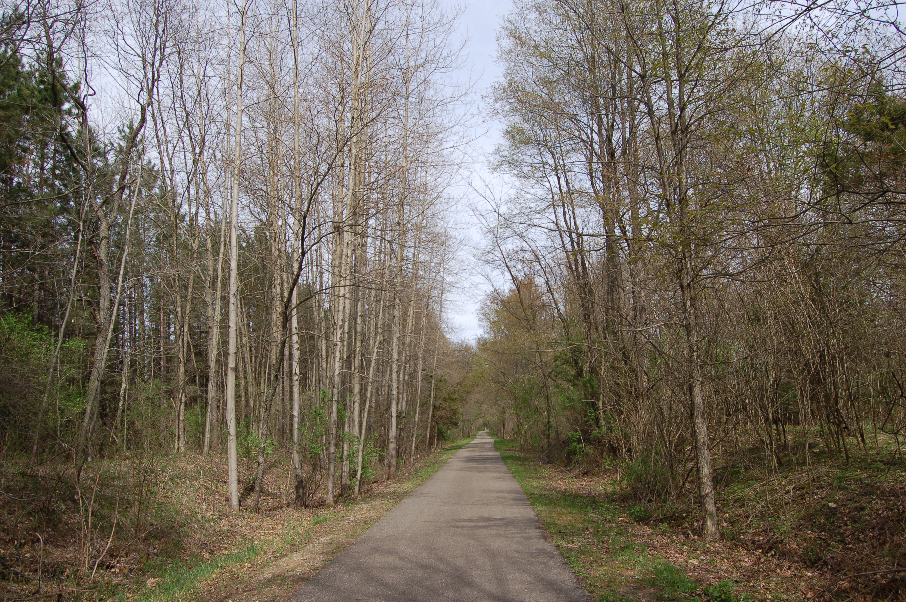 Paul Henry Trail Trees