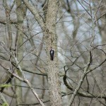 Paul Henry Trail Woodpecker