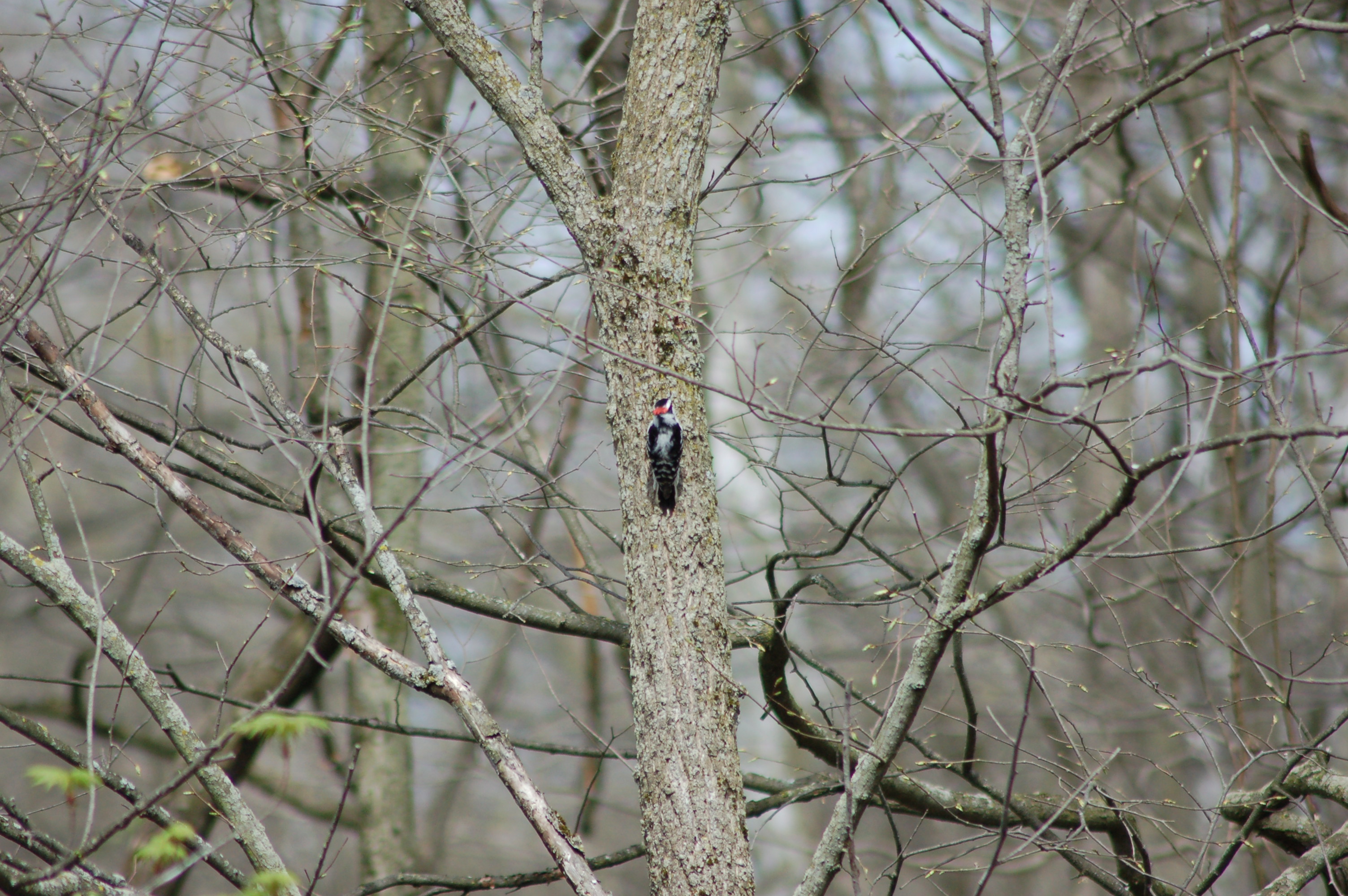 Paul Henry Trail Woodpecker