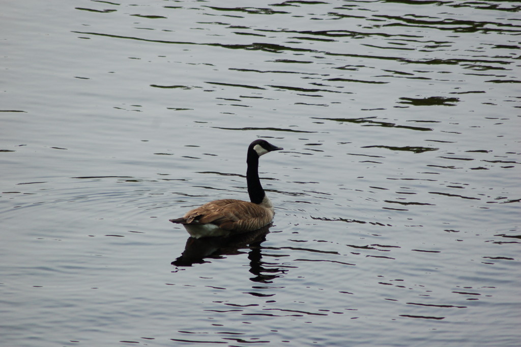 Black River Scenic Byway Harbor Goose