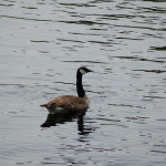Black River Scenic Byway Harbor Goose