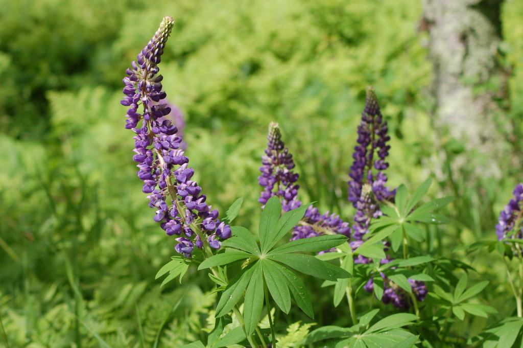Black River Scenic Byway Lupine Flowers