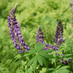Black River Scenic Byway Lupine Flowers
