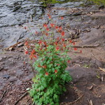 Black River Scenic Byway Sandstone Falls Flower