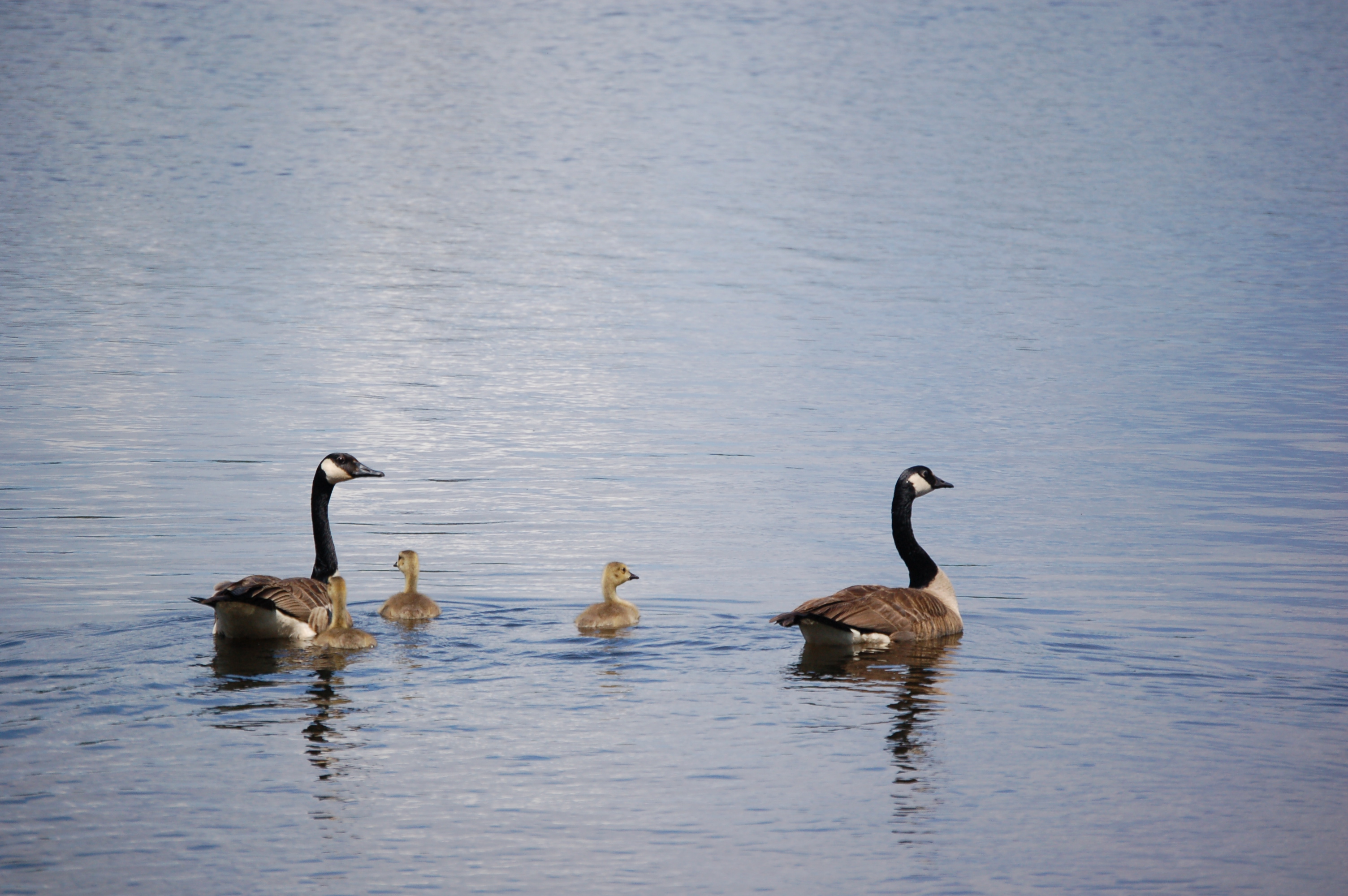 Seney National Wildlife Refuge Canada Geese Family