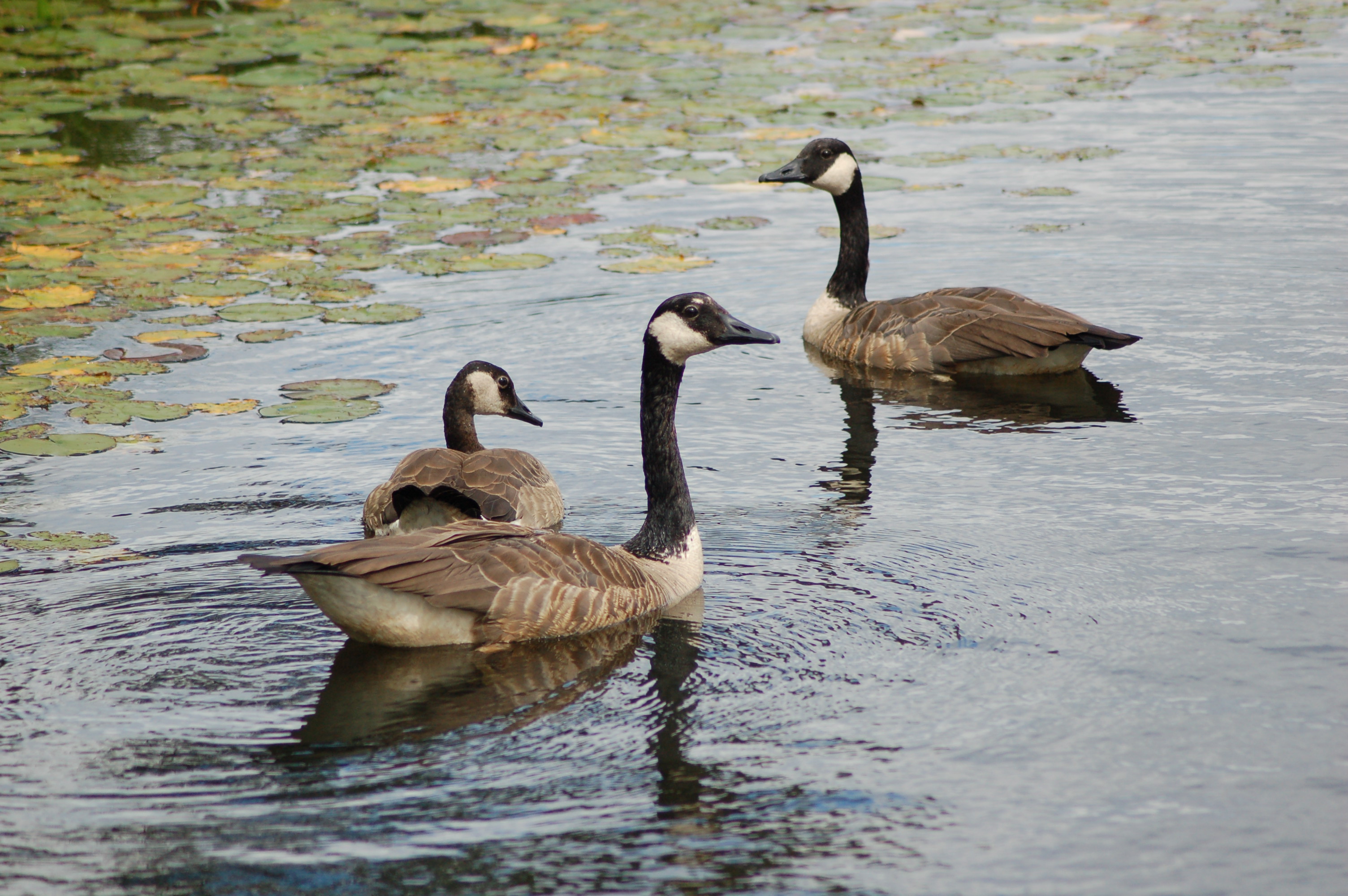 Seney National Wildlife Refuge Canada Geese