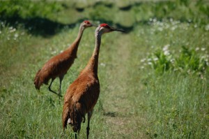 Seney National Wildlife Refuge MI Sandhill Cranes