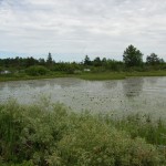 Seney National Wildlife Refuge Observation Pond