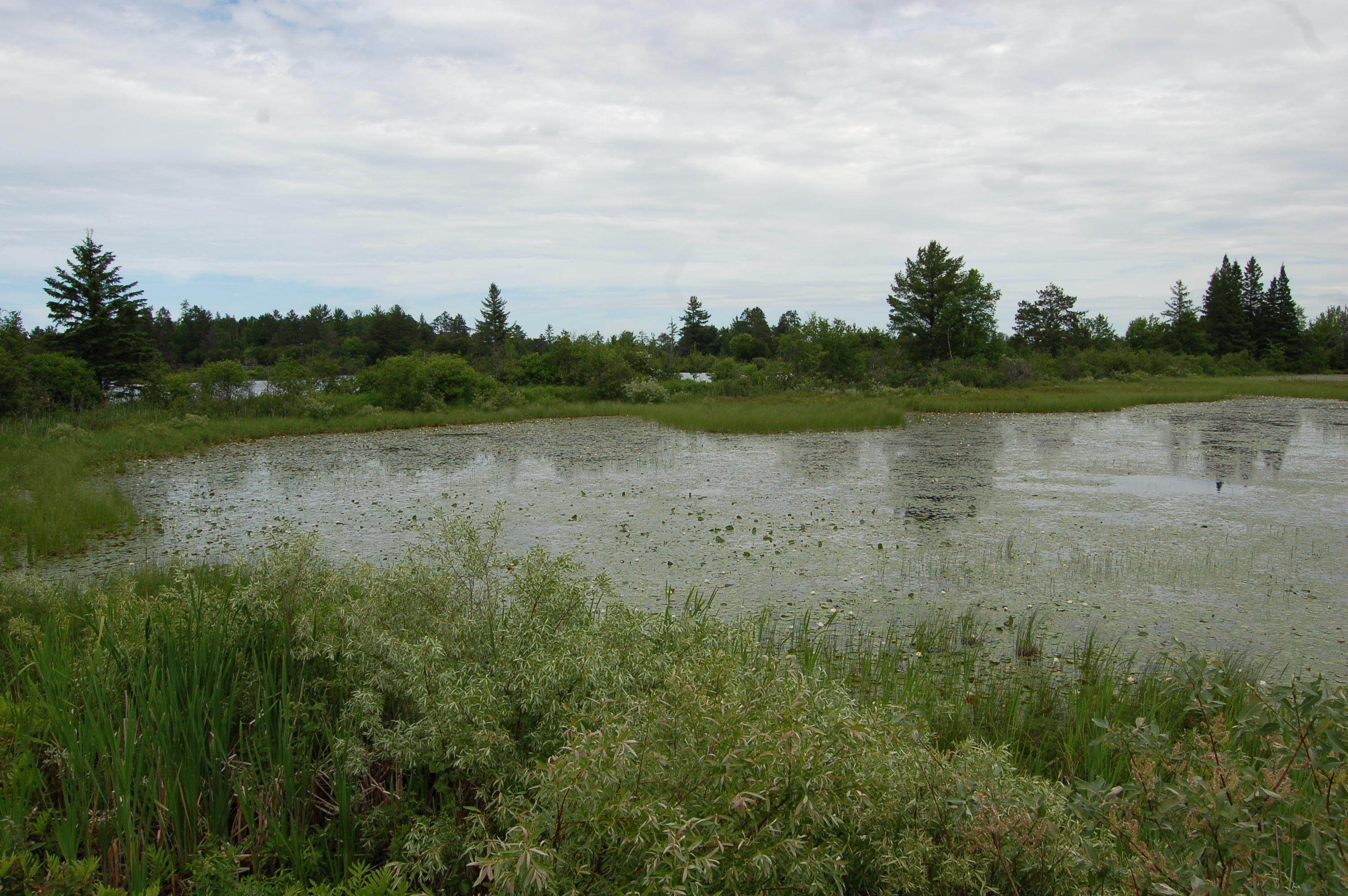 Seney National Wildlife Refuge Observation Pond
