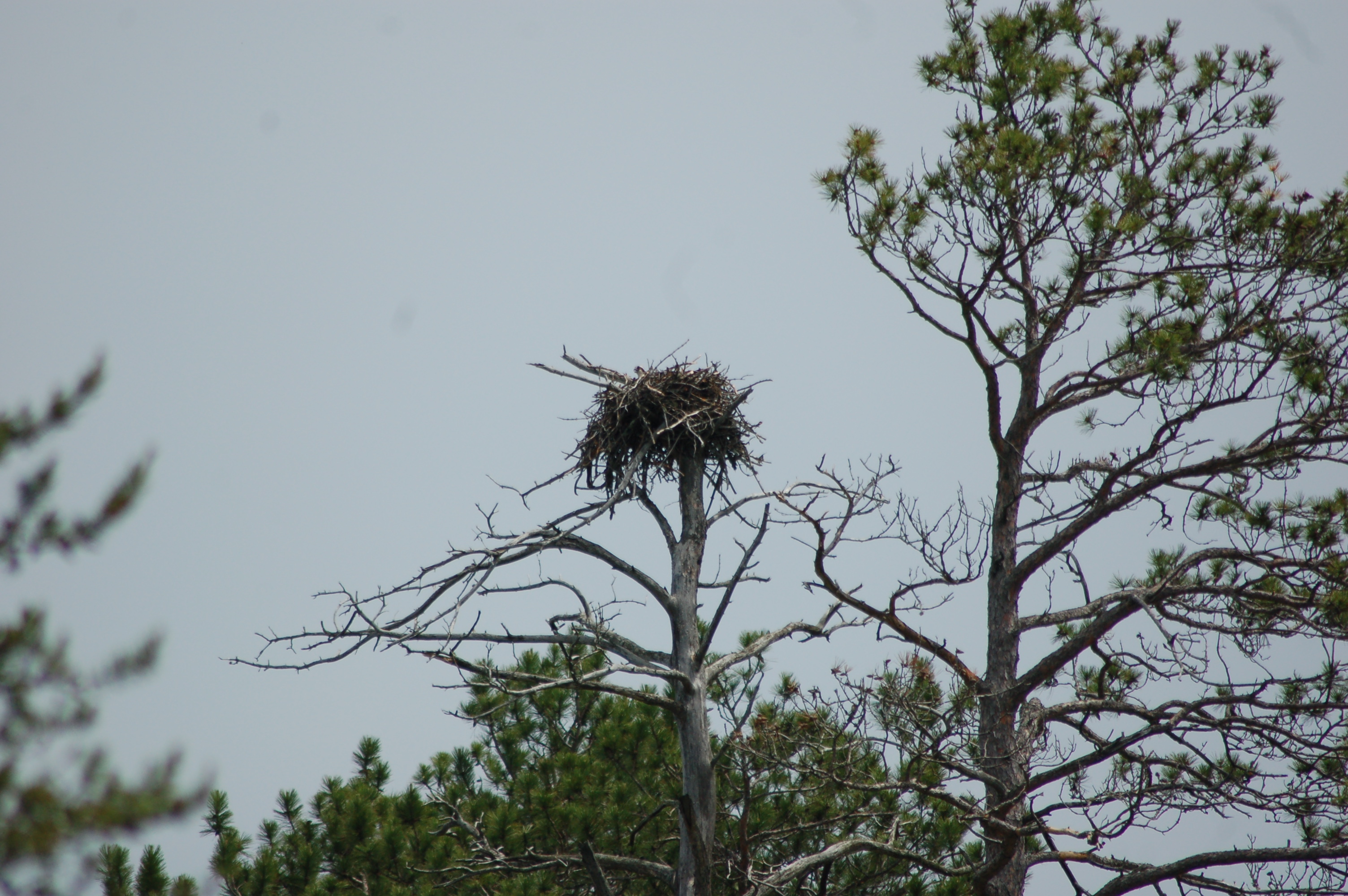 Seney National Wildlife Refuge Osprey Nest