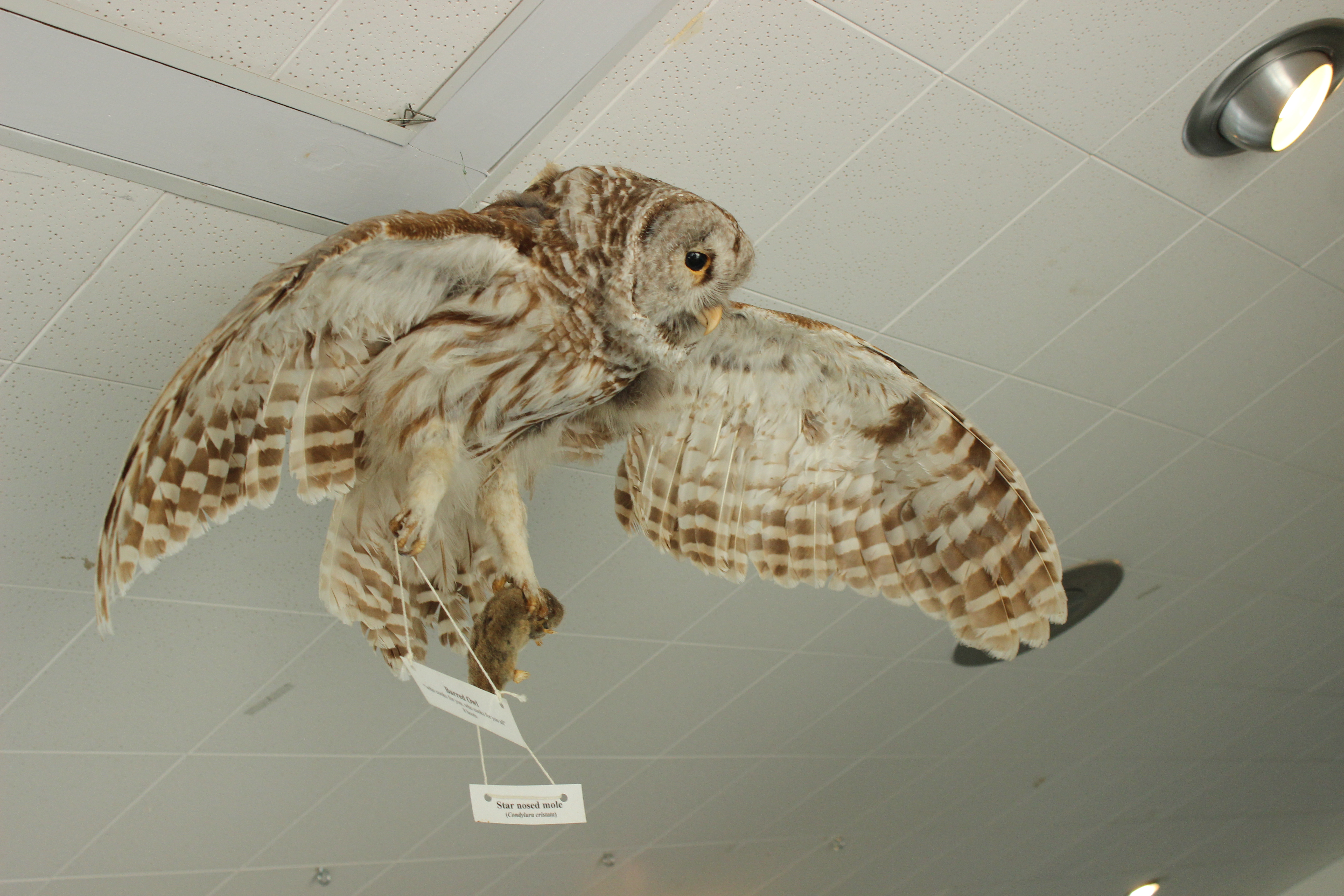 Seney National Wildlife Refuge Owl Exhibit