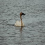 Seney National Wildlife Refuge Solo Swan Show Pool