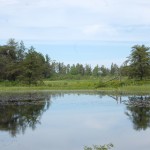 Seney National Wildlife Refuge Trees Reflecting 2