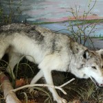 Seney National Wildlife Refuge Wolf Exhibit