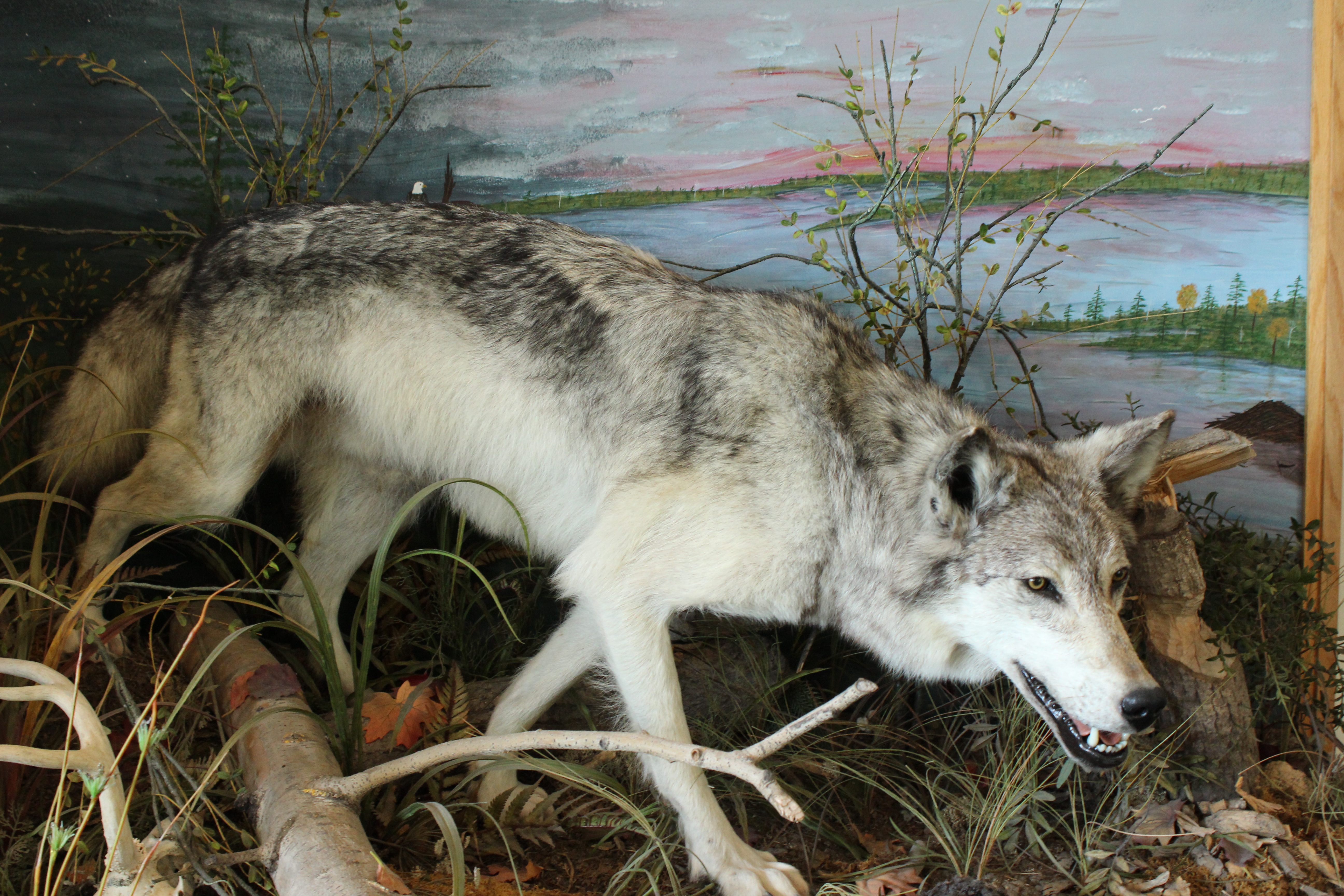 Seney National Wildlife Refuge Wolf Exhibit