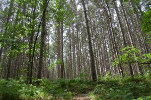 White Pine Trail Fred Meijer Trees