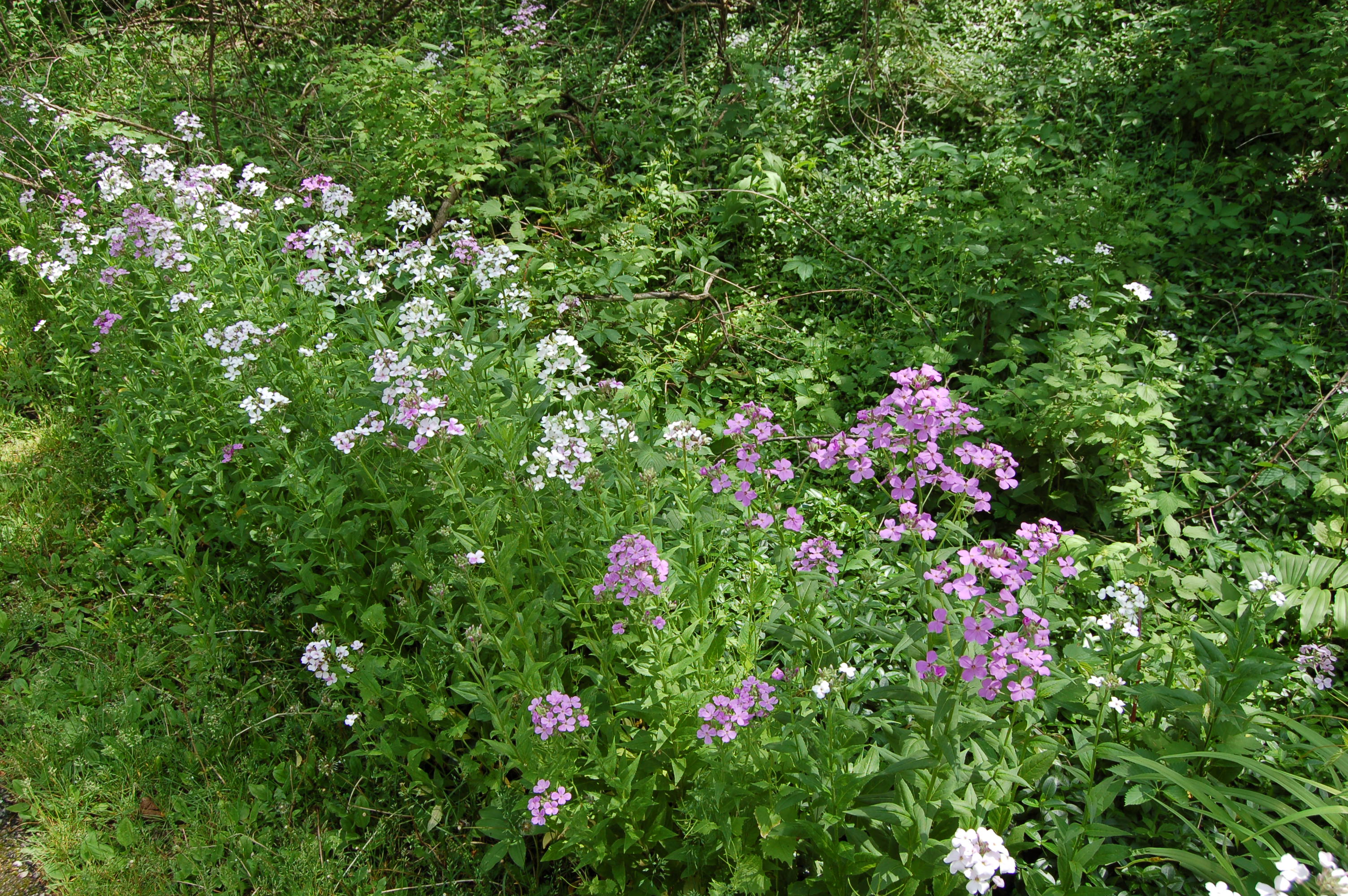 White Pine Trail Rockford Flowers