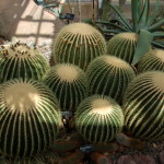 Frederik Meijer Gardens Cacti Cactus