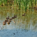 Frederik Meijer Gardens Ducks