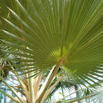 Frederik Meijer Gardens Palm Tree