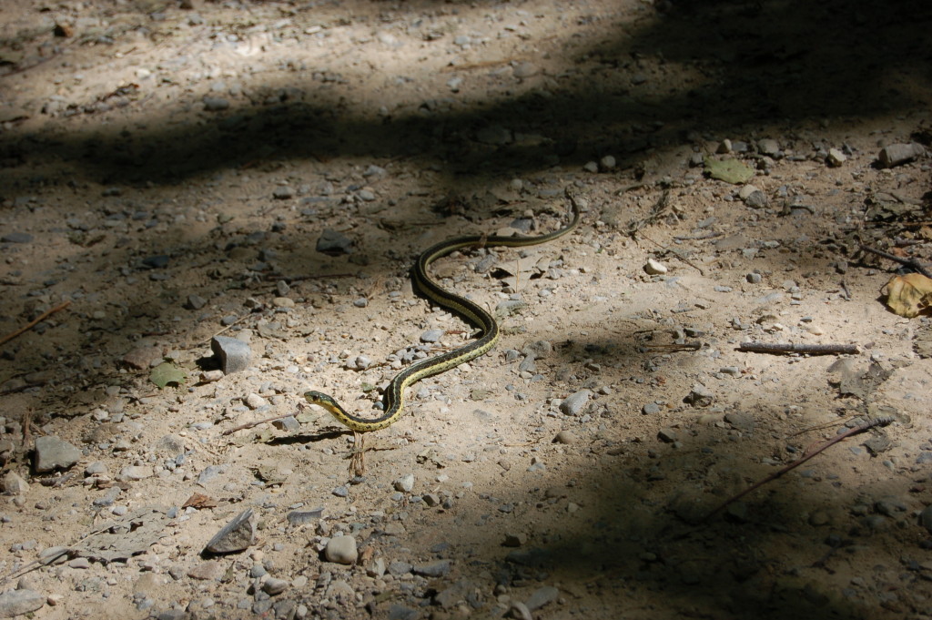 Pyramid Point Trail Garter Snake