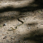 Pyramid Point Trail Garter Snake