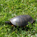 Hanka Homestead Painted Turtle