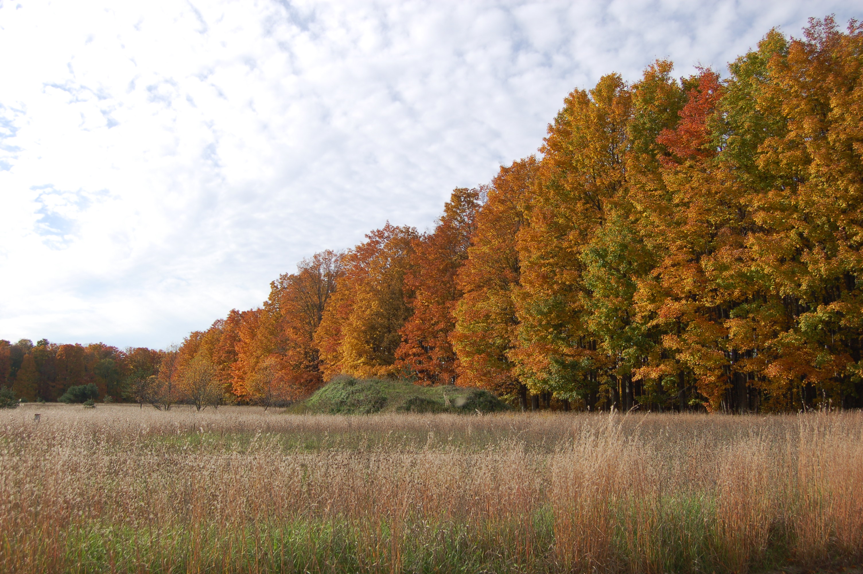 Fall Color Meadow Michigan Buckley Manistee River